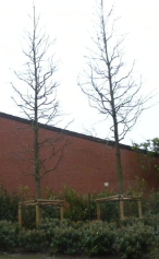 bomen planten bomen planten