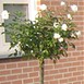 bemesting tuinonderhoud bemesting tuinonderhoud